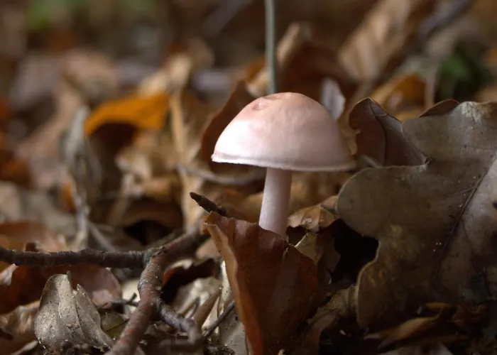 Family Bouillon And Semois River Apartment *